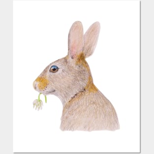 Rabbit with White Clover Posters and Art